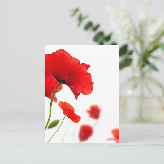 Carte postale - fleurs de coquelicots (Debout devant)