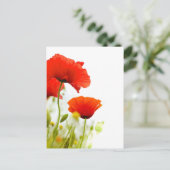 Carte postale - fleurs de coquelicots fond blanc briefkaart (Staand voorkant)