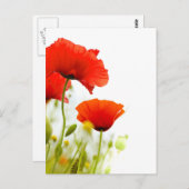 Carte postale - fleurs de coquelicots fond blanc briefkaart (Voorkant / Achterkant)