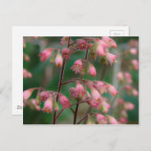 Carte Postale Fleurs de Coralbell (Devant / Derrière)