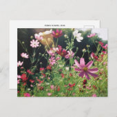 Carte Postale Fleurs de Cosmos : Japon (Devant / Derrière)