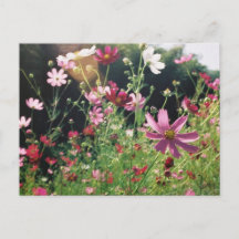 Fleurs de Cosmos : Japon