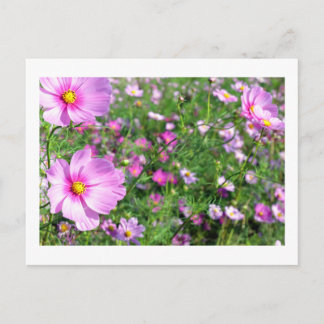 Carte Postale Fleurs de Cosmos : Japon