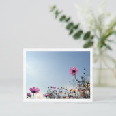 Carte Postale Fleurs de Cosmos : Japon (Debout devant)