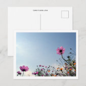 Carte Postale Fleurs de Cosmos : Japon (Devant / Derrière)