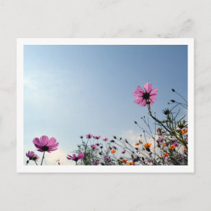Carte Postale Fleurs de Cosmos : Japon