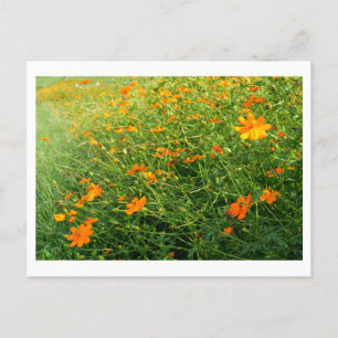 Carte Postale Fleurs de Cosmos orange : Japon