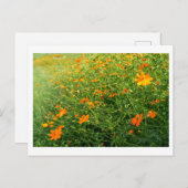 Carte Postale Fleurs de Cosmos orange : Japon (Devant / Derrière)