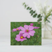 Carte Postale Fleurs De Cosmos Rose Au Soleil (Debout devant)