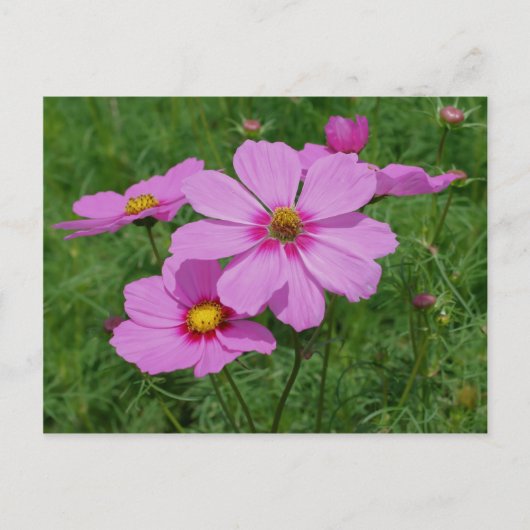 Carte Postale Fleurs De Cosmos Rose Au Soleil (Devant)