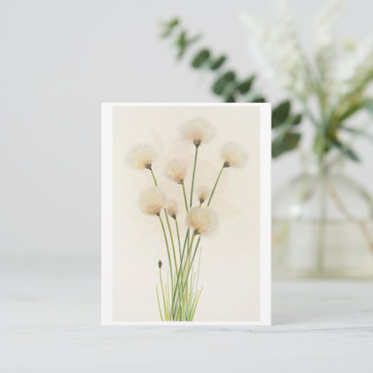 Carte Postale Fleurs de coton (Debout devant)