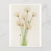 Carte Postale Fleurs de coton (Devant)