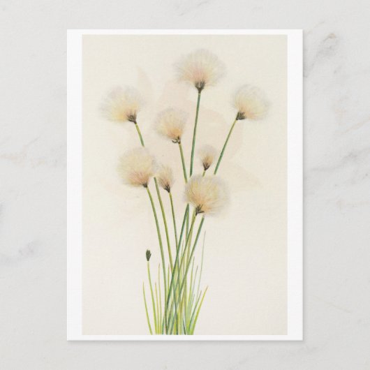 Carte Postale Fleurs de coton (Devant)