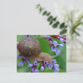 CARTE POSTALE FLEURS DE COURRIER (Debout devant)