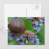 CARTE POSTALE FLEURS DE COURRIER (Devant / Derrière)