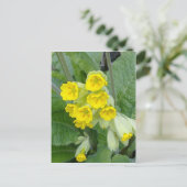 Carte postale Fleurs de cowslip (Debout devant)