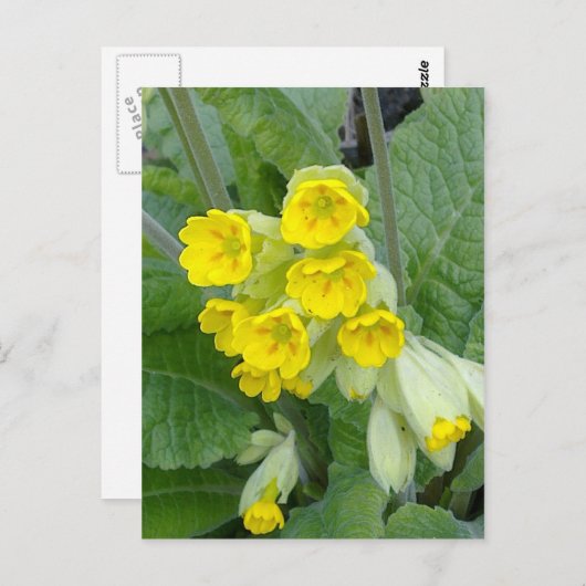 Carte postale Fleurs de cowslip (Devant / Derrière)