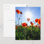 Carte Postale Fleurs de crapets rouges sauvages (Devant / Derrière)