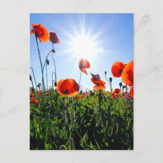 Carte Postale Fleurs de crapets rouges sauvages (Devant)