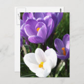 Carte Postale Fleurs de crocus (Devant / Derrière)