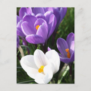 Carte Postale Fleurs de crocus