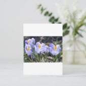 Carte Postale Fleurs de crocus (Debout devant)