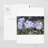 Carte Postale Fleurs de crocus (Devant / Derrière)