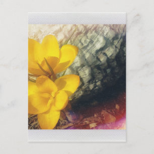 Carte Postale Fleurs de Crocus jaunes