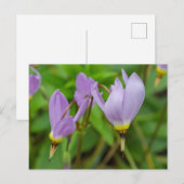 Carte Postale Fleurs de Crocus Nudiflorus Violettes (Devant / Derrière)