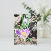 Carte Postale Fleurs de Crocus Violettes  (Debout devant)