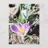 Carte Postale Fleurs de Crocus Violettes  (Devant)