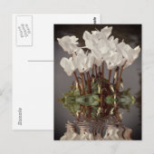 Carte Postale Fleurs de cyclamen blanc dans l'eau (Devant / Derrière)