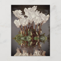 Fleurs de cyclamen blanc dans l'eau