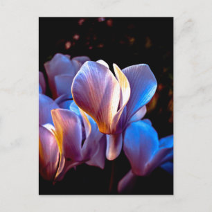 Carte Postale Fleurs de Cyclamen lumineuses, Charleston SC Photo