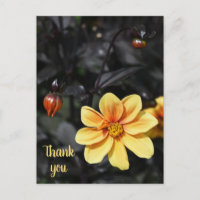 Fleurs de Dahlia Jaune à Wisley Gardens Merci