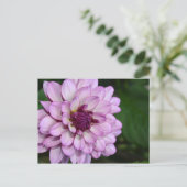 Carte postale fleurs de dahlia violet (Debout devant)
