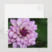 Carte postale fleurs de dahlia violet (Devant / Derrière)