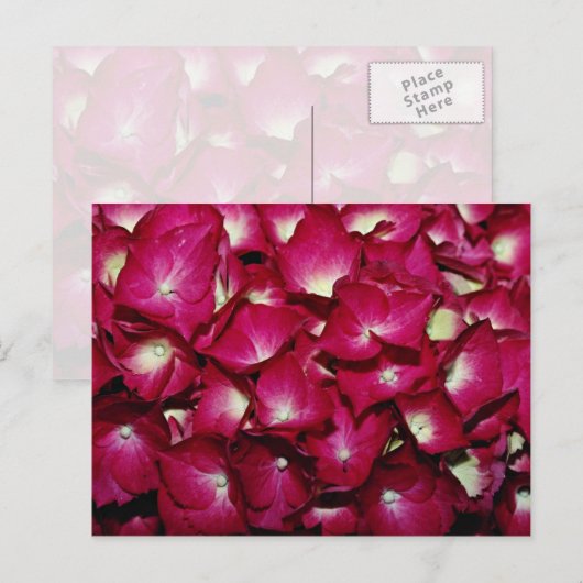 Carte Postale Fleurs de delphinium (Devant / Derrière)