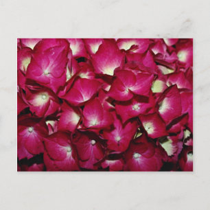 Carte Postale Fleurs de delphinium