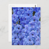 Carte Postale Fleurs de delphinium bleu (Devant / Derrière)