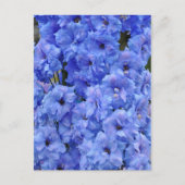Carte Postale Fleurs de delphinium bleu (Devant)