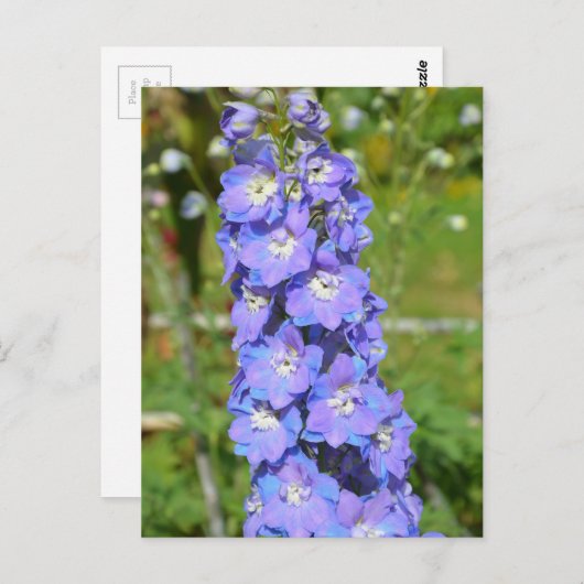 Carte Postale Fleurs de delphinium bleu (Devant / Derrière)