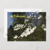 Carte Postale Fleurs de Dogwood (Devant / Derrière)