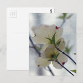 Carte Postale Fleurs de Dogwood (Devant / Derrière)