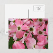 Carte Postale Fleurs de Dogwood (Devant / Derrière)