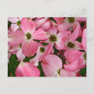 Carte Postale Fleurs de Dogwood