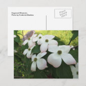 Carte Postale Fleurs de Dogwood (Devant / Derrière)