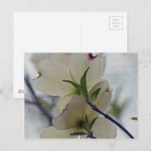 Carte Postale Fleurs de Dogwood (Devant / Derrière)