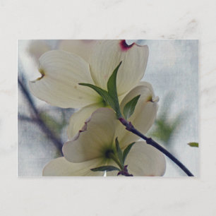 Carte Postale Fleurs de Dogwood