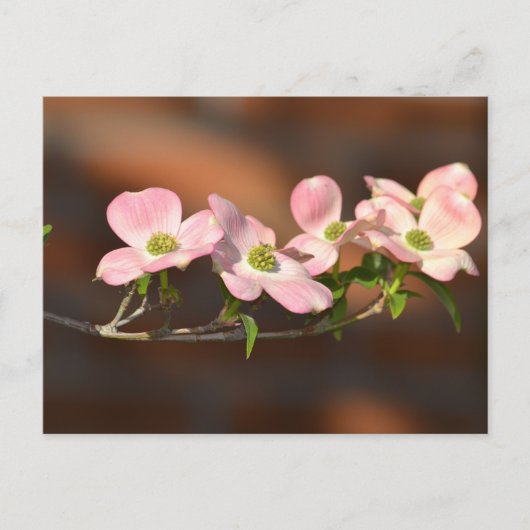 Carte Postale Fleurs de Dogwood Rose (Devant)
